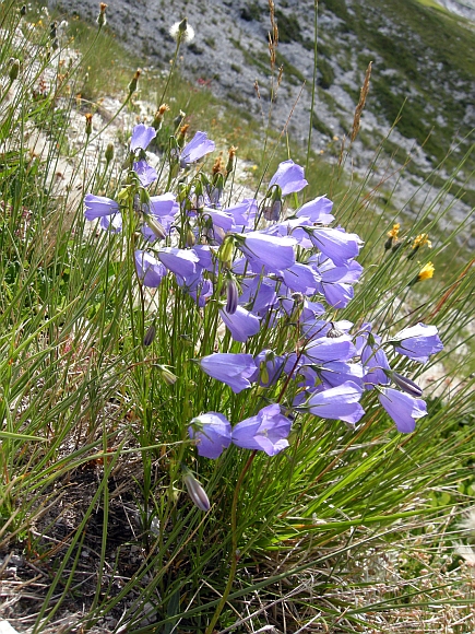 Campanula sheuchzeri